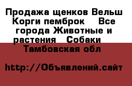 Продажа щенков Вельш Корги пемброк  - Все города Животные и растения » Собаки   . Тамбовская обл.